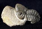 Reedops cephalotes hamalagdadianus ALBERTI 1983 - Bild © FossNet FossilienStore